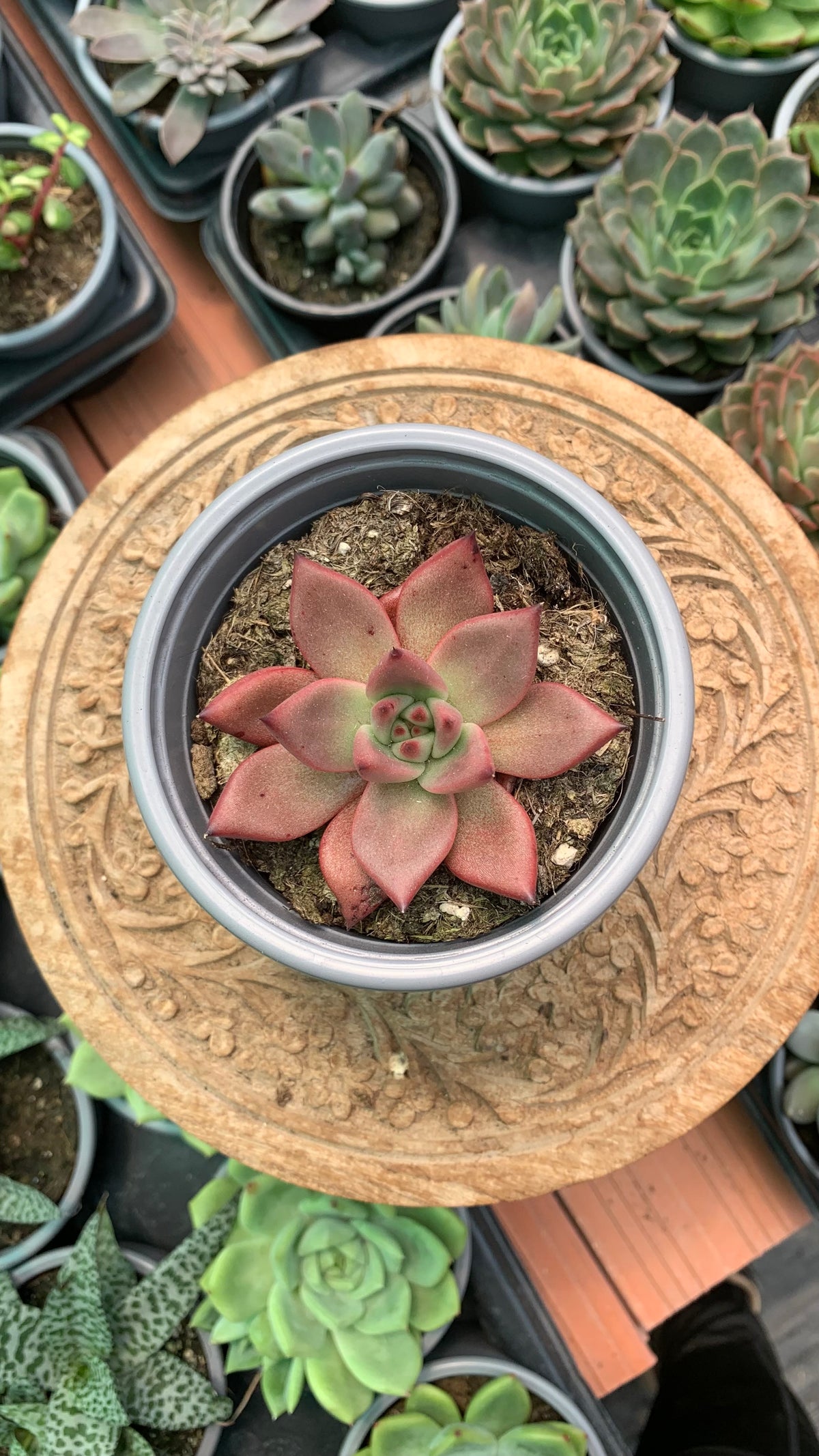 Echeveria agavoides Red Beauty
