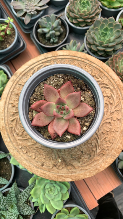 Echeveria agavoides Red Beauty