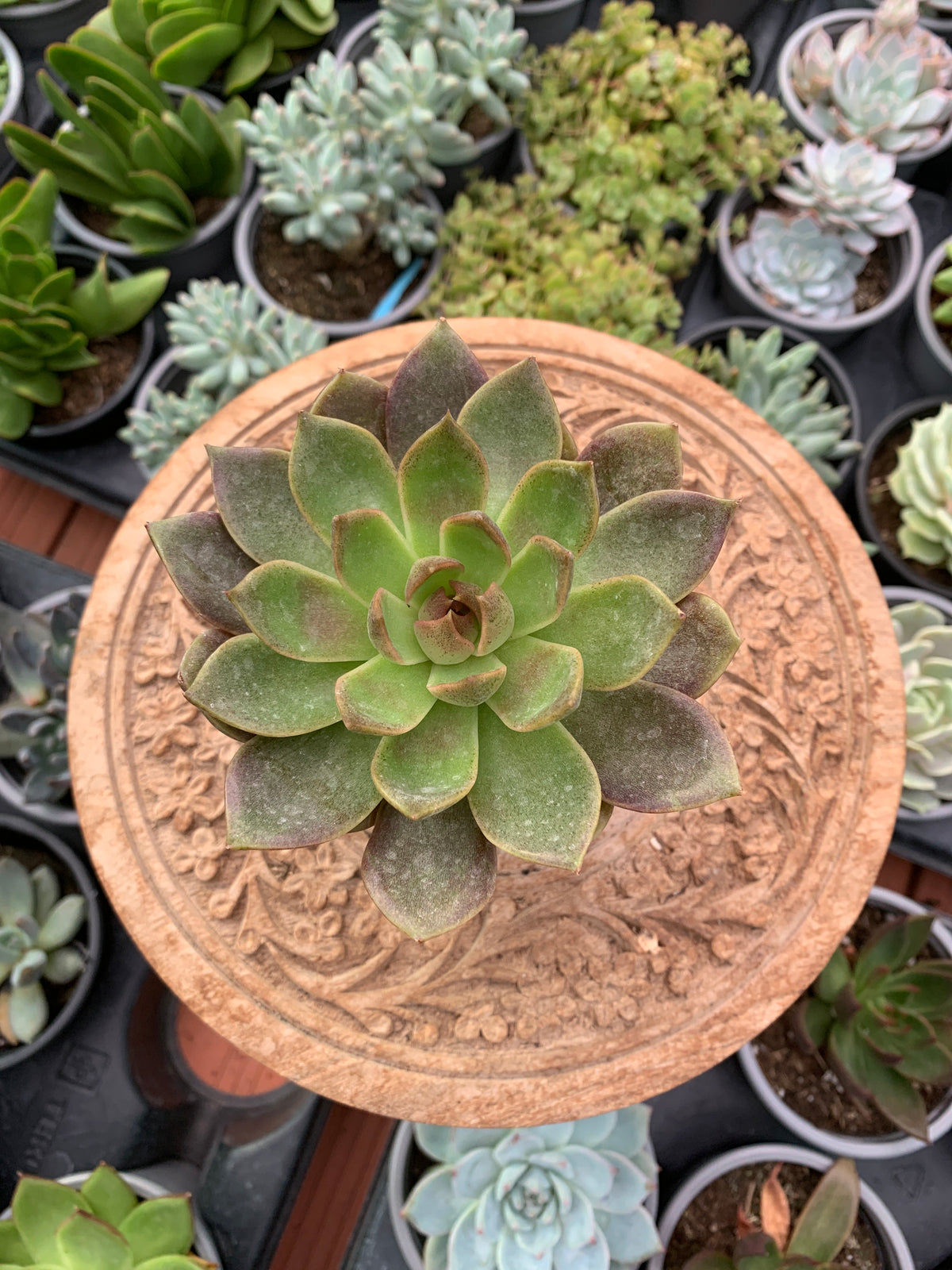 Echeveria chocolate mousse