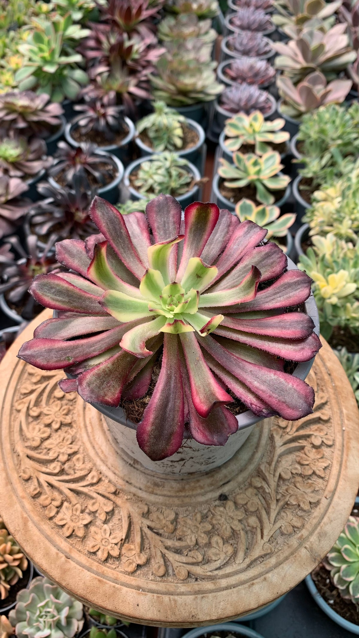 Aeonium Mardi Grass
