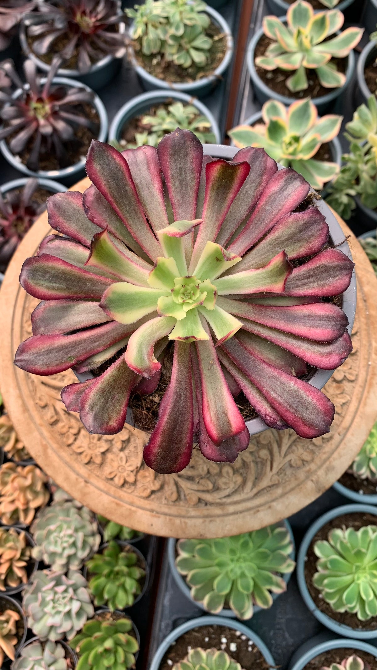 Aeonium Mardi Grass