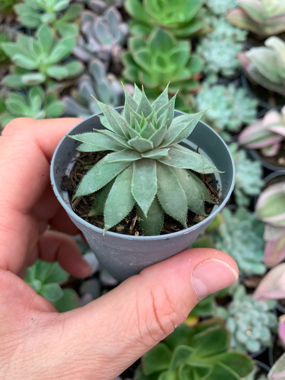 Sempervivum Red Beauty