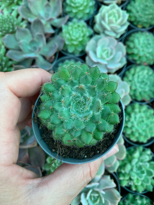 Echeveria setosa var. Minor