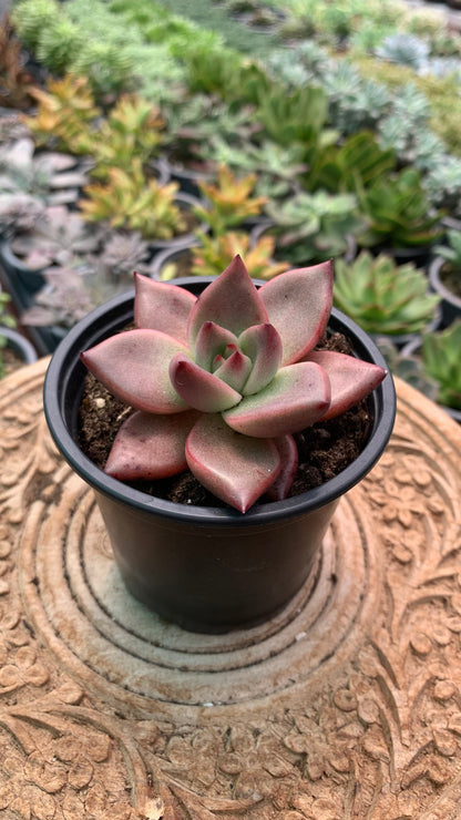 Echeveria agavoides 'Romeo'