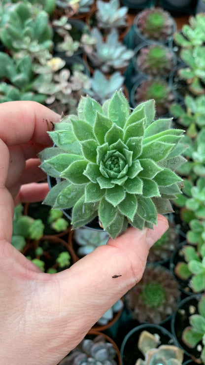 Sempervivum Soft Line Xera