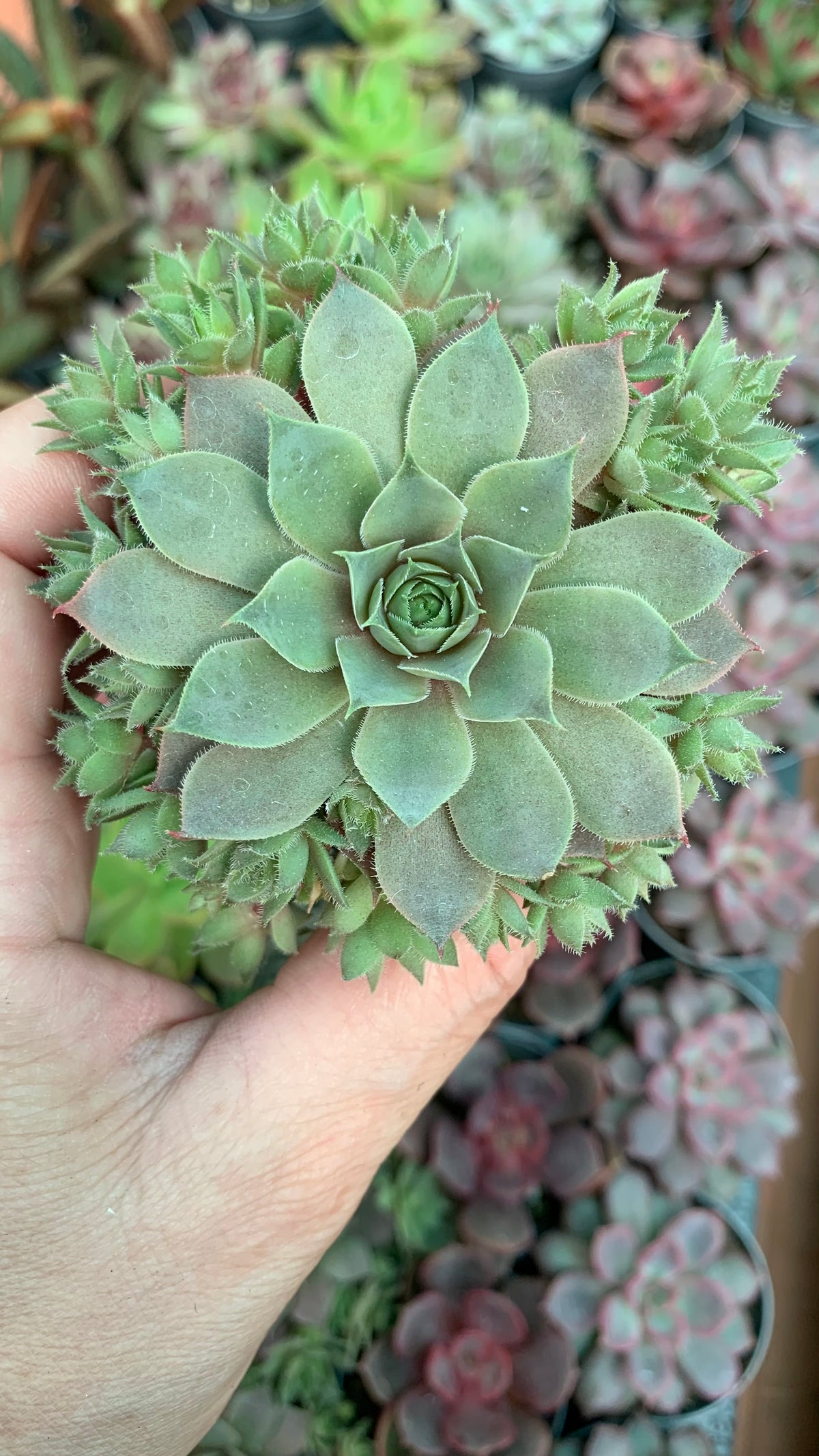 Sempervivum Crimson Dagger