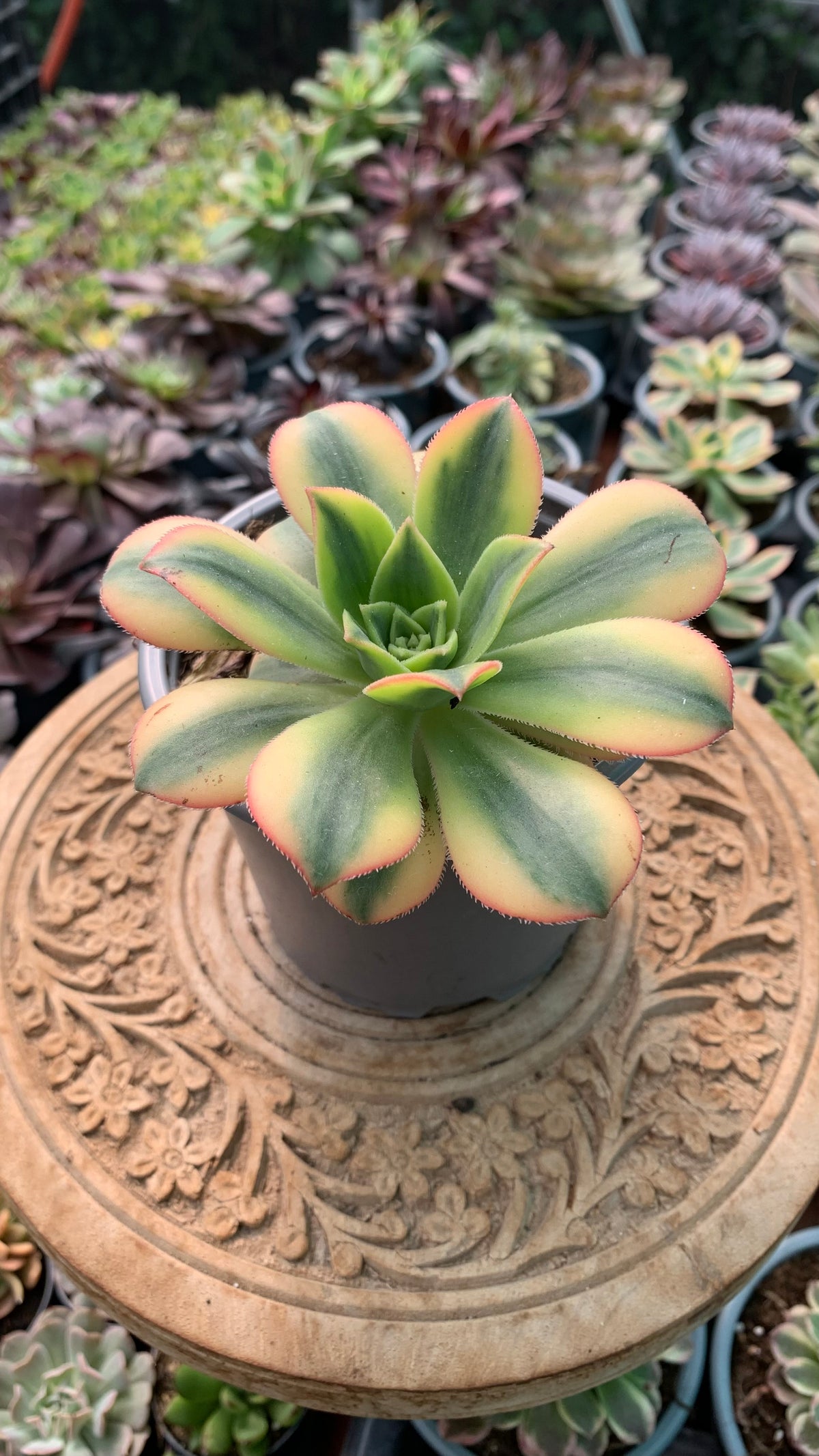 Aeonium Florence