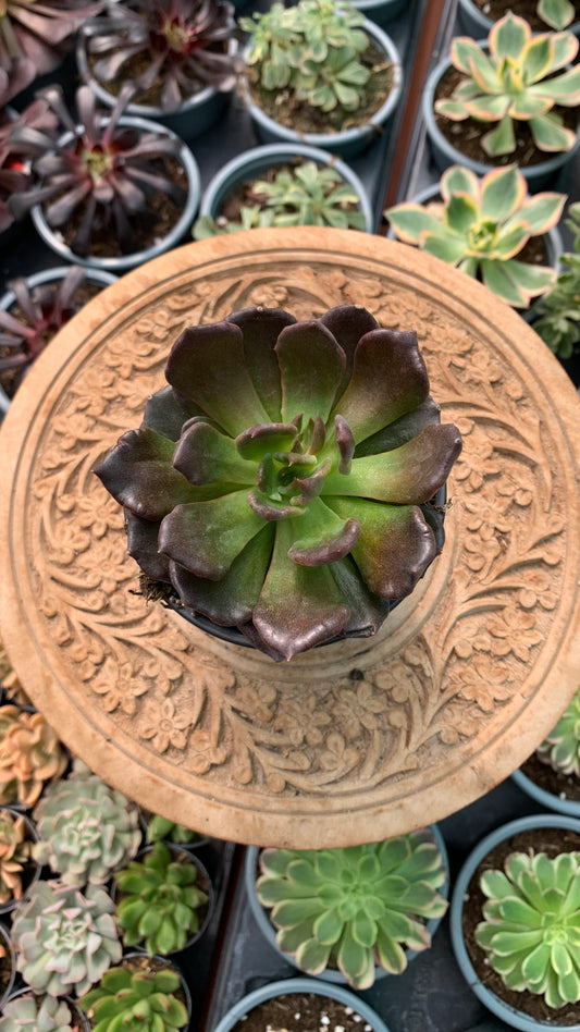Echeveria black madiba