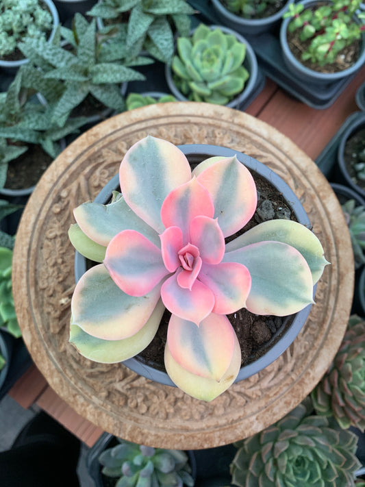 Echeveria rainbow