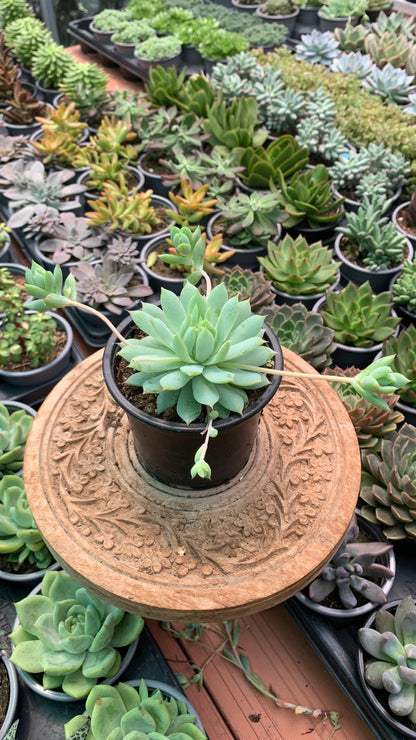 Graptopetalum ‘Macdougallii’