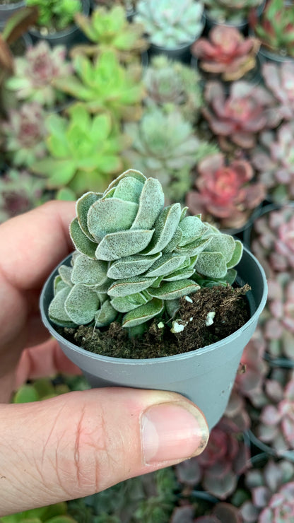 Crassula pangolin