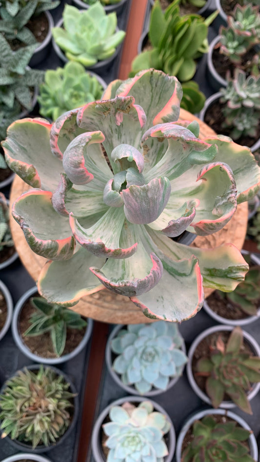 Echeveria Beyonce rainbow
