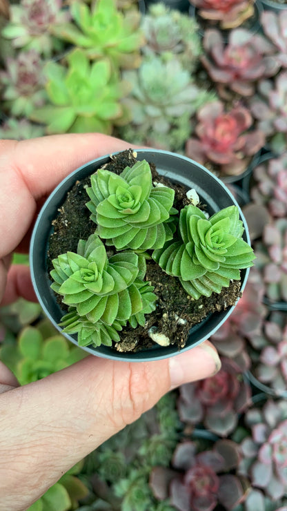 Crassula spiralis stangol