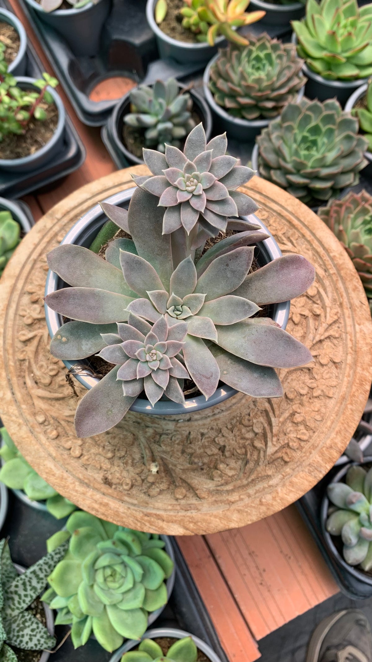 Echeveria 'Ginmeisyoky'