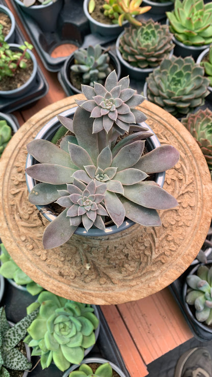 Echeveria 'Ginmeisyoky'