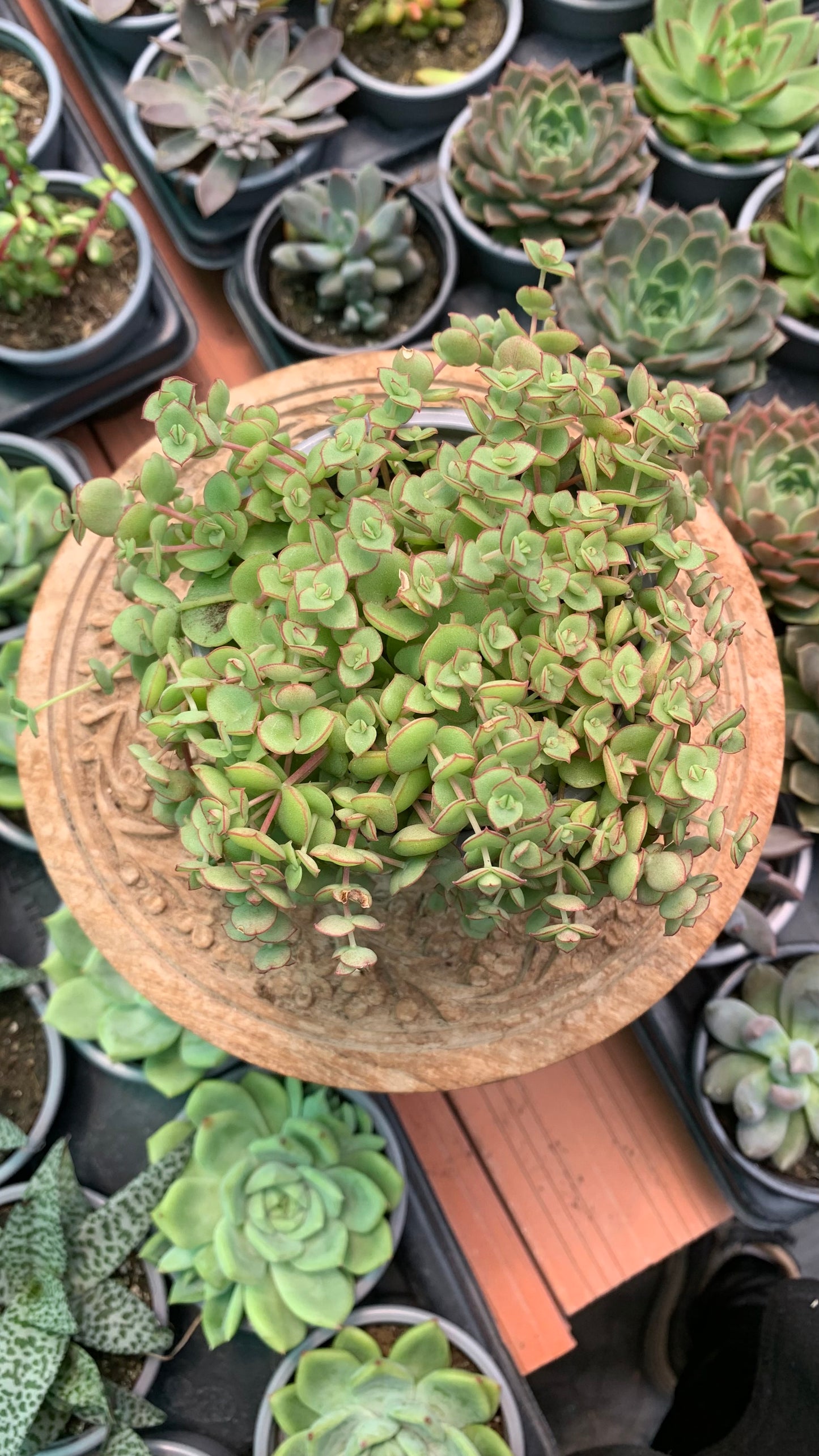 Crassula pellucida