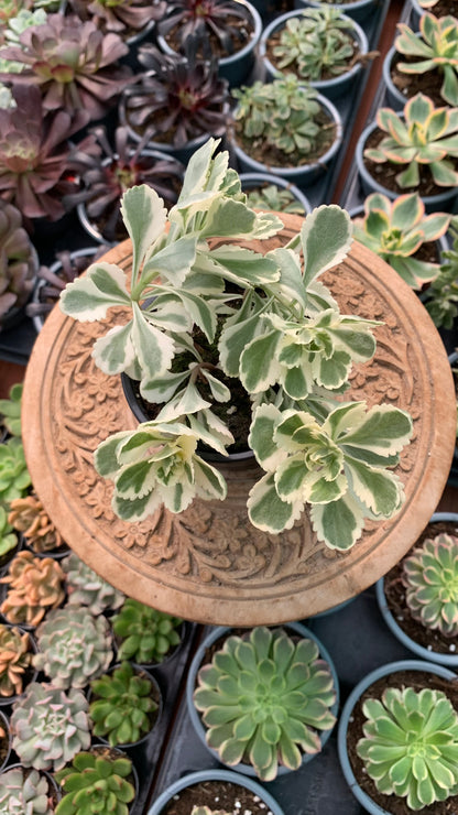 Sedum Atlantis Variegata