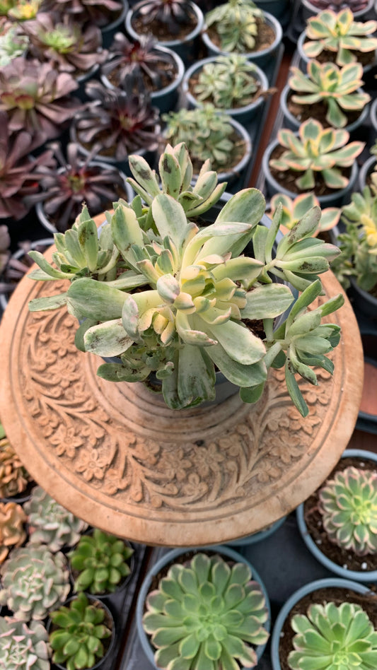 Aeonium castello-paivae variegata