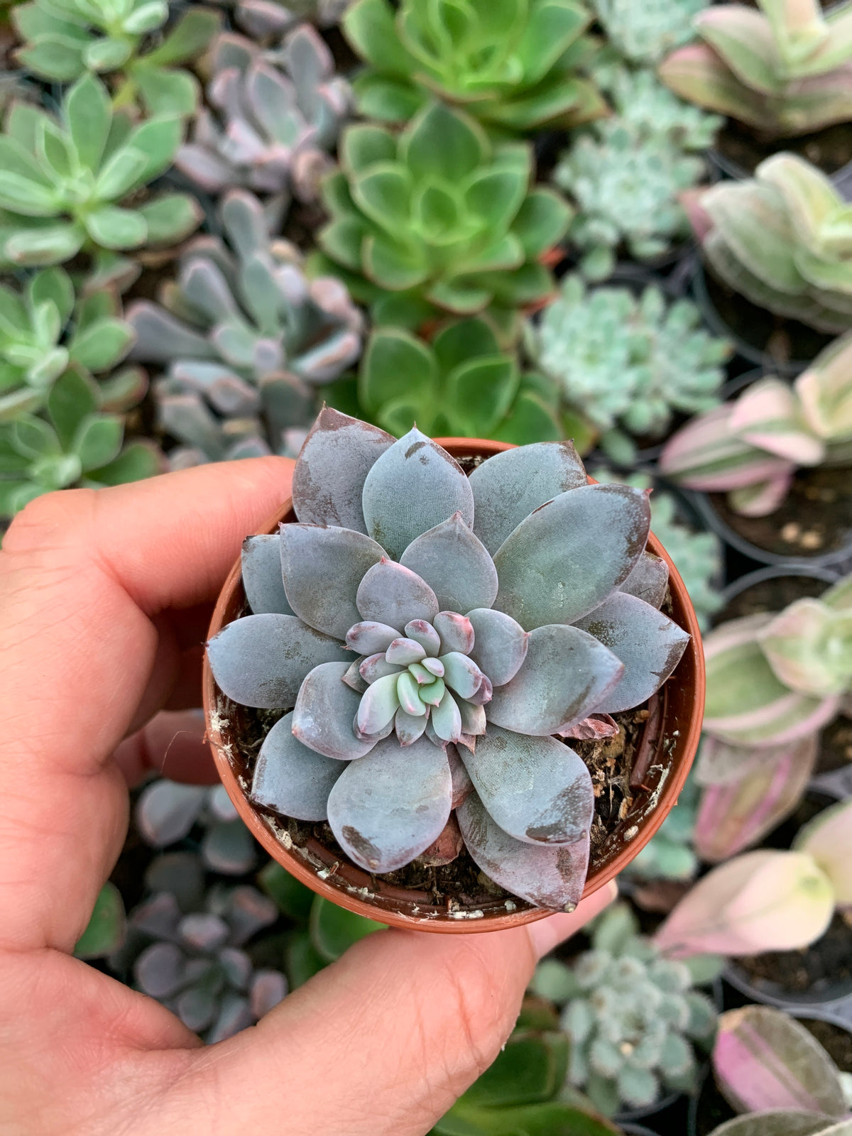 Graptoveria lulu