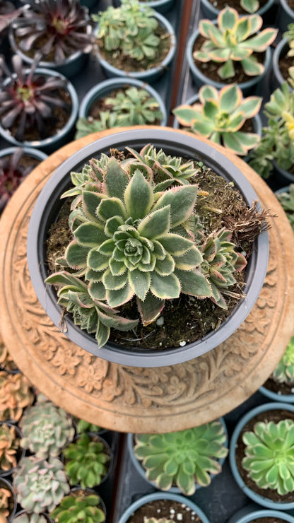 Aeonium simisii variegata cluster