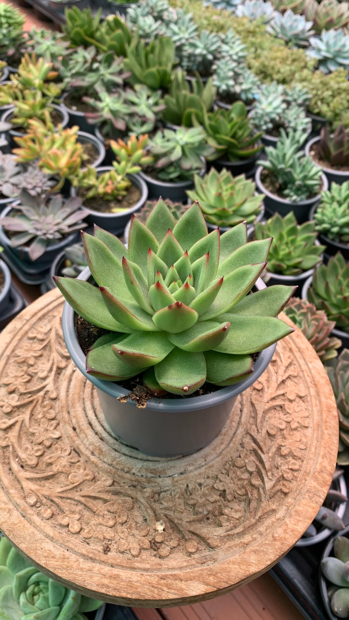 Echeveria agavoides ‘Tuxpan’