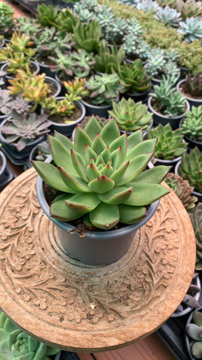 Echeveria agavoides ‘Tuxpan’