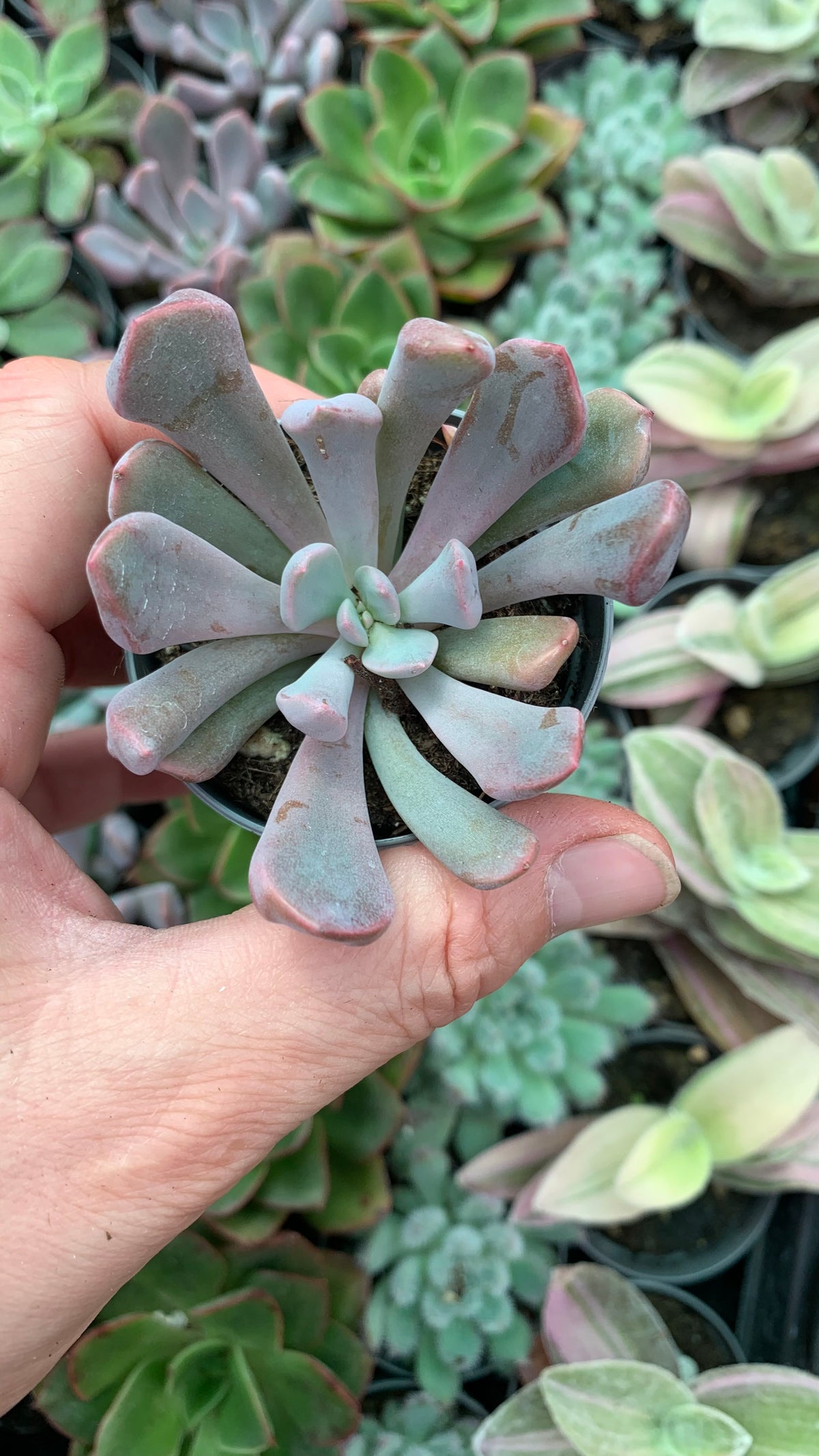 X Graptoveria 'Cupido'