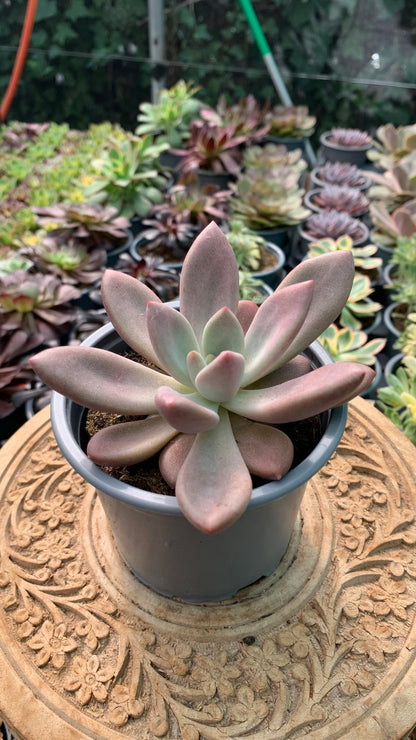 Graptoveria Pink Dona