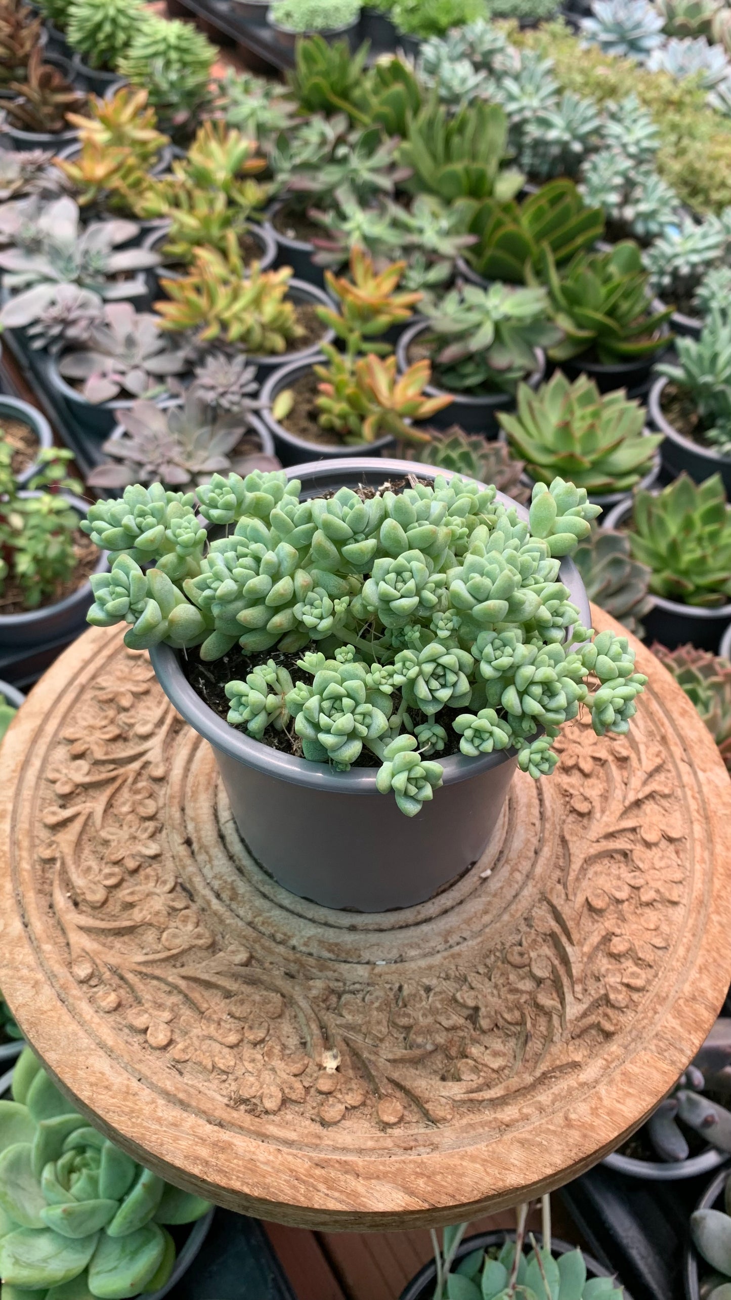 Sedum perez de la rosae
