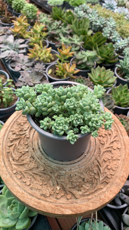 Sedum perez de la rosae
