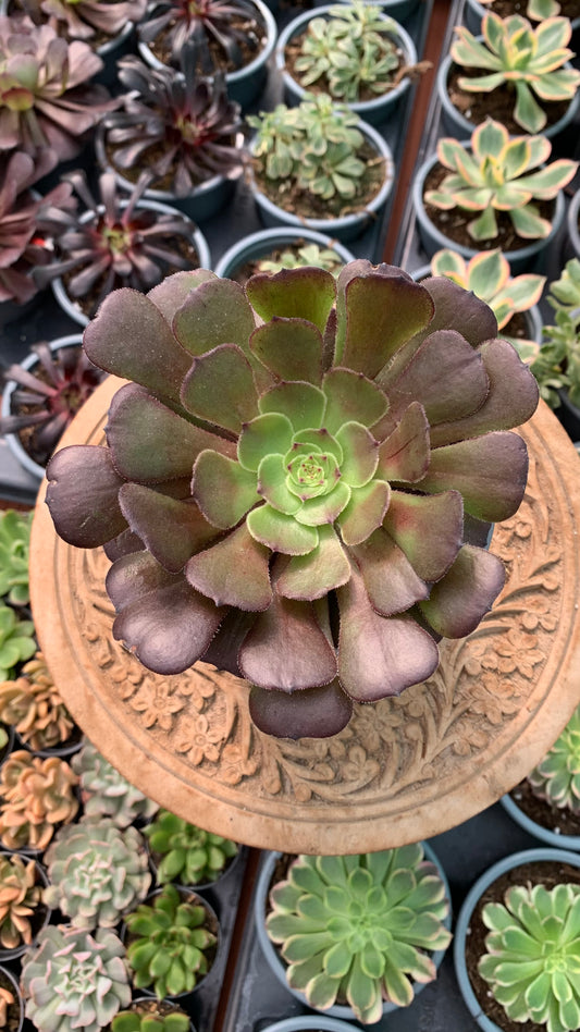 Aeonium Morticia