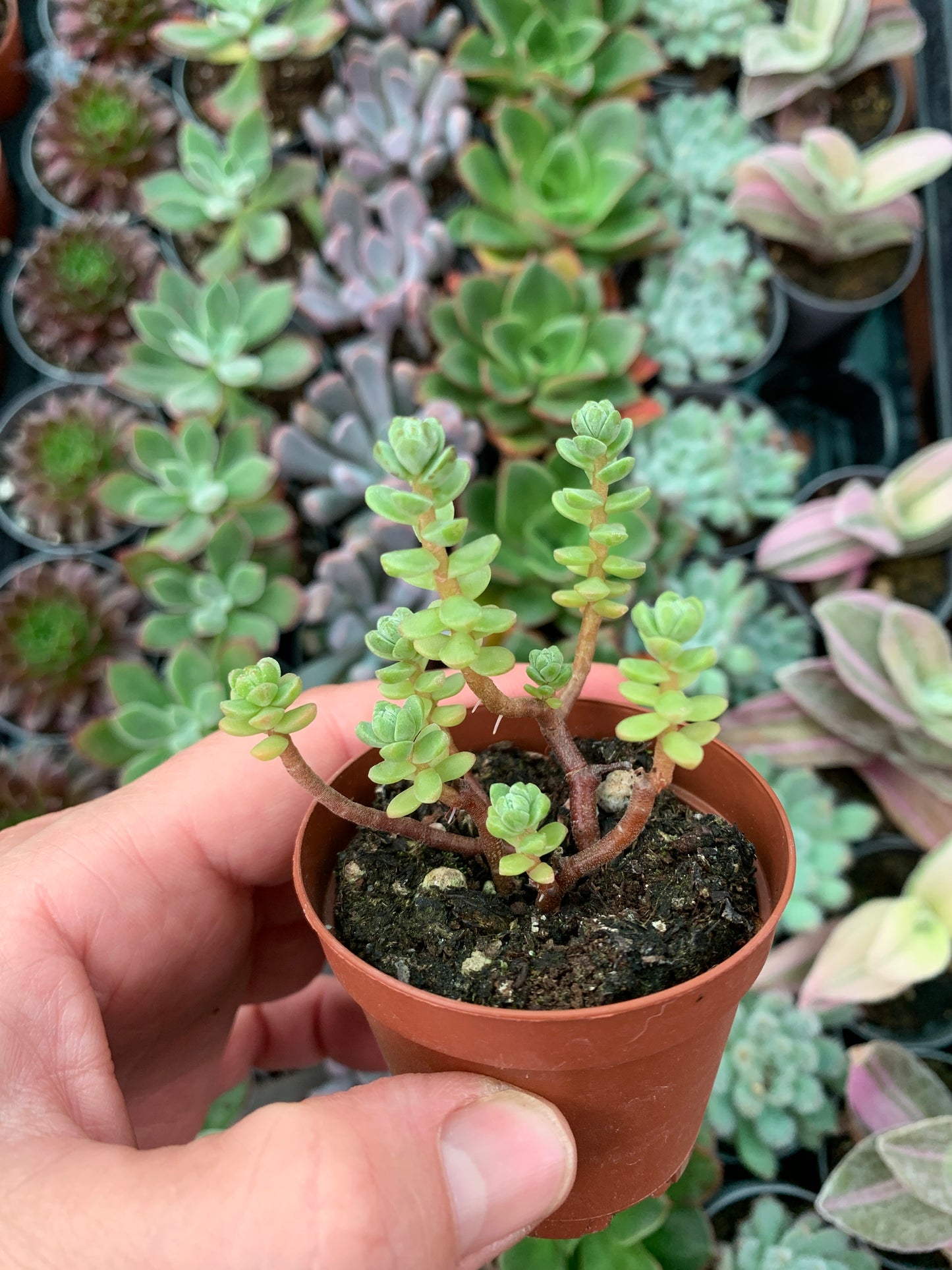 Sedum oaxacanum