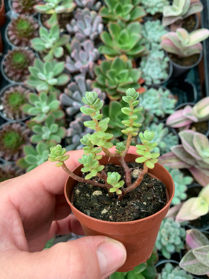 Sedum oaxacanum