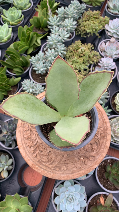 Kalanchoe Synsepala