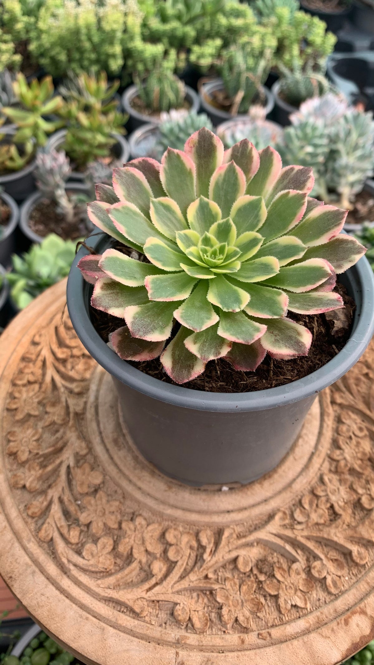 Aeonium ‘Wheels of festination’
