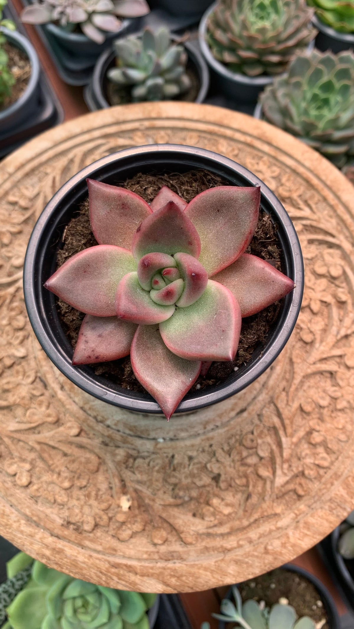 Echeveria agavoides 'Romeo'