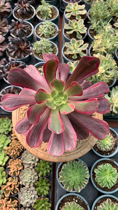 Aeonium Eden