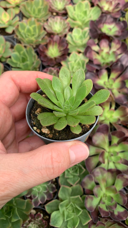 Aeonium Nogalesii Cupcake