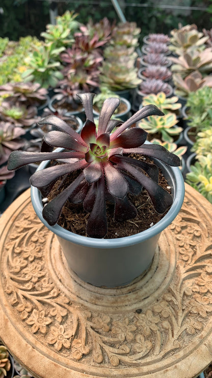 Aeonium Zwartkop