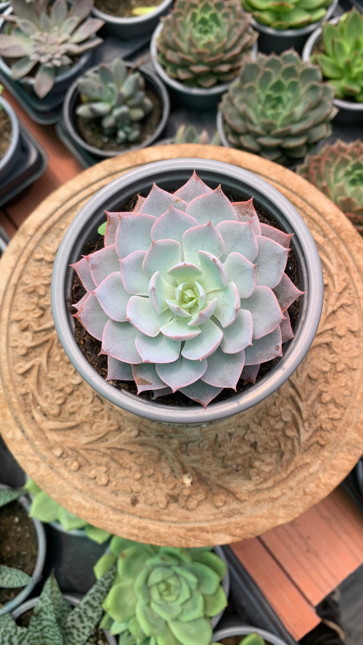 Echeveria canadian