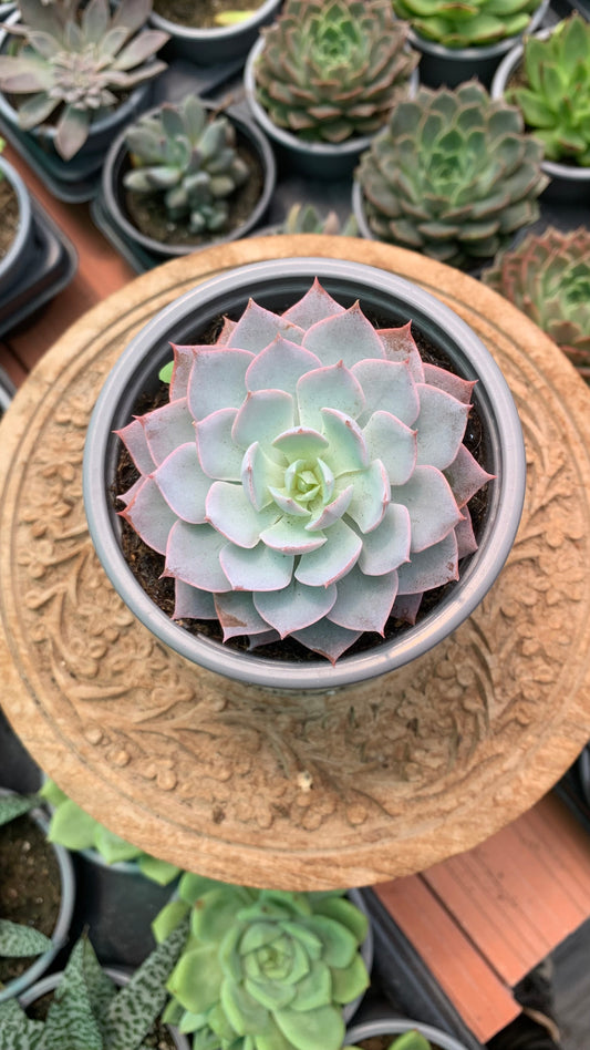 Echeveria canadian