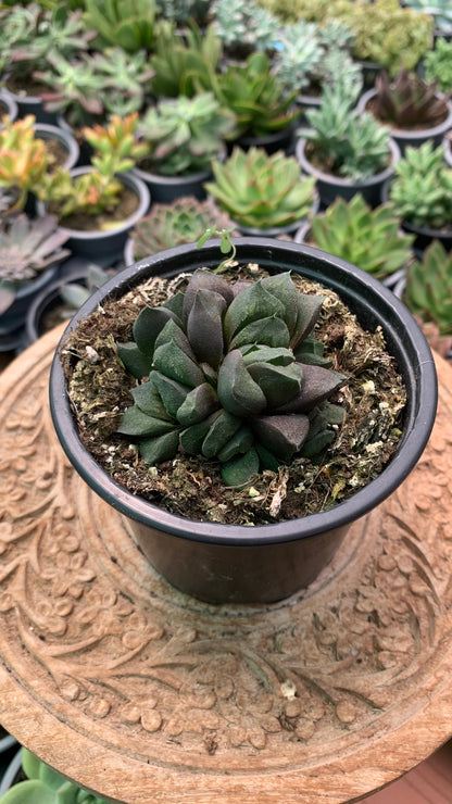 Hawothia ‘Chocolate’