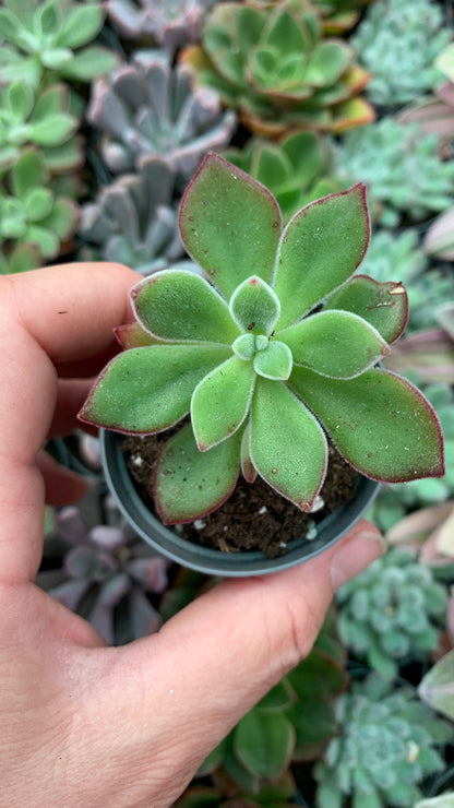 Echeveria pluvinata devotion