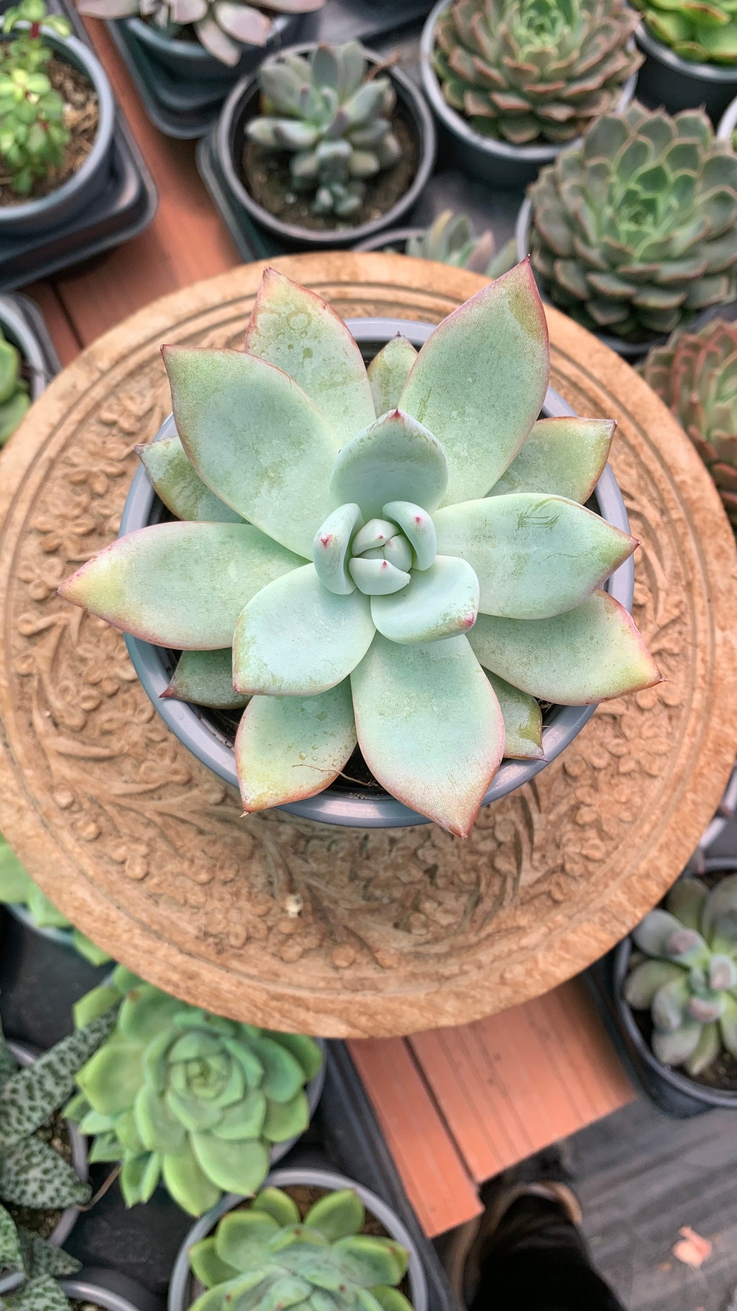 Echeveria colorata tapalpa