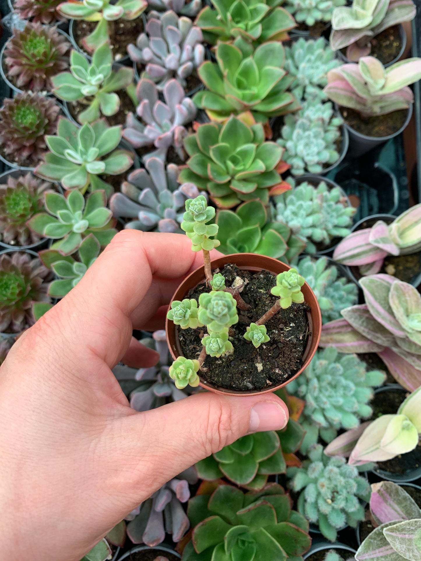 Sedum oaxacanum