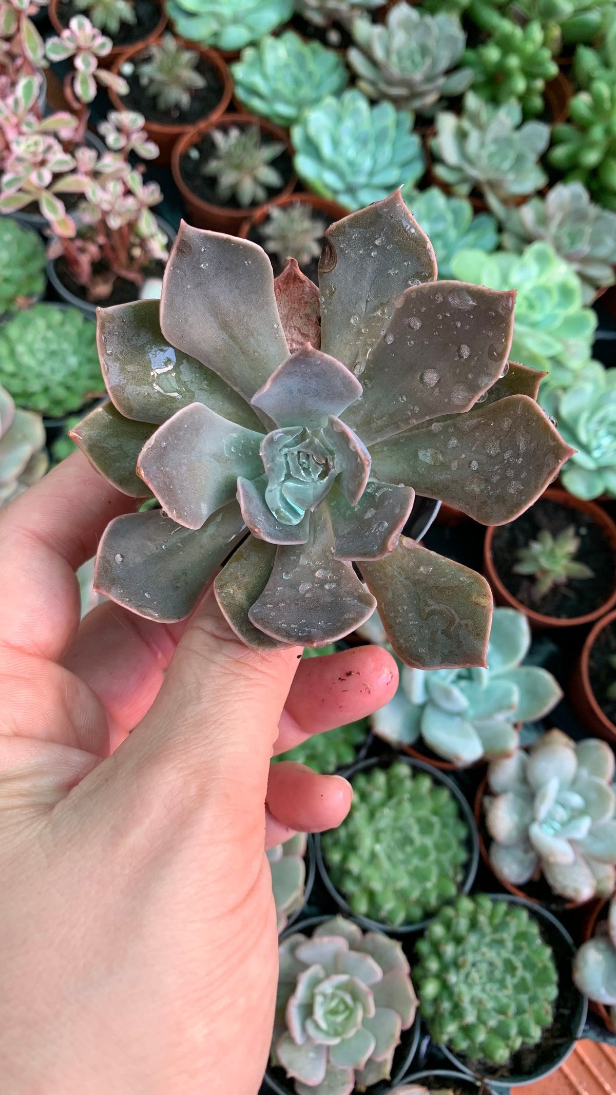 Echeveria rejoice