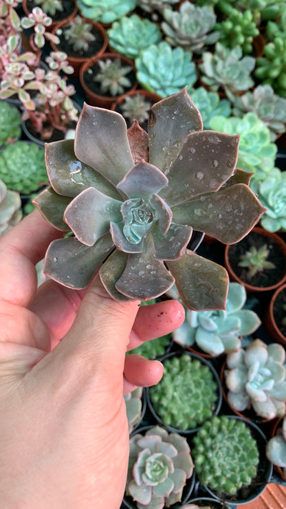 Echeveria rejoice