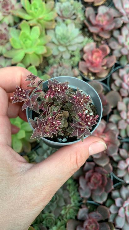 Crassula Exilis 'Tiger Jade'