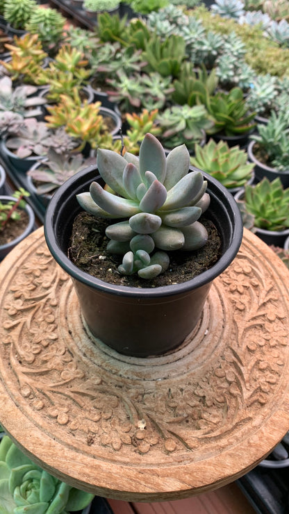 Echeveria chocolate star