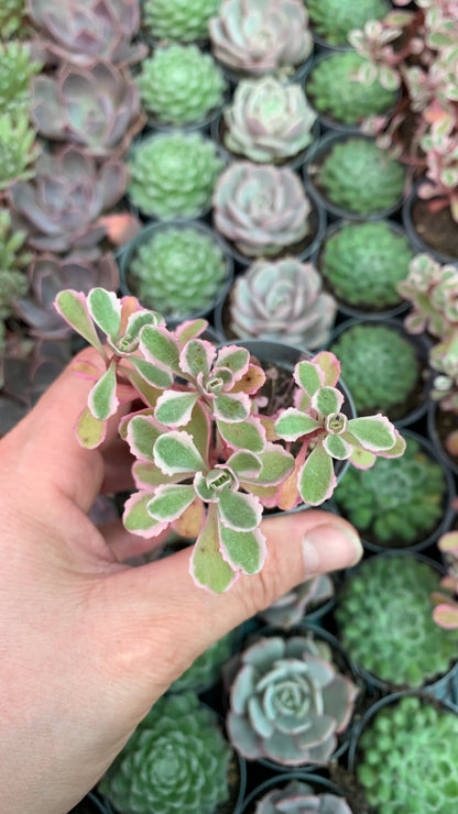 Sedum Spurius Tricolor